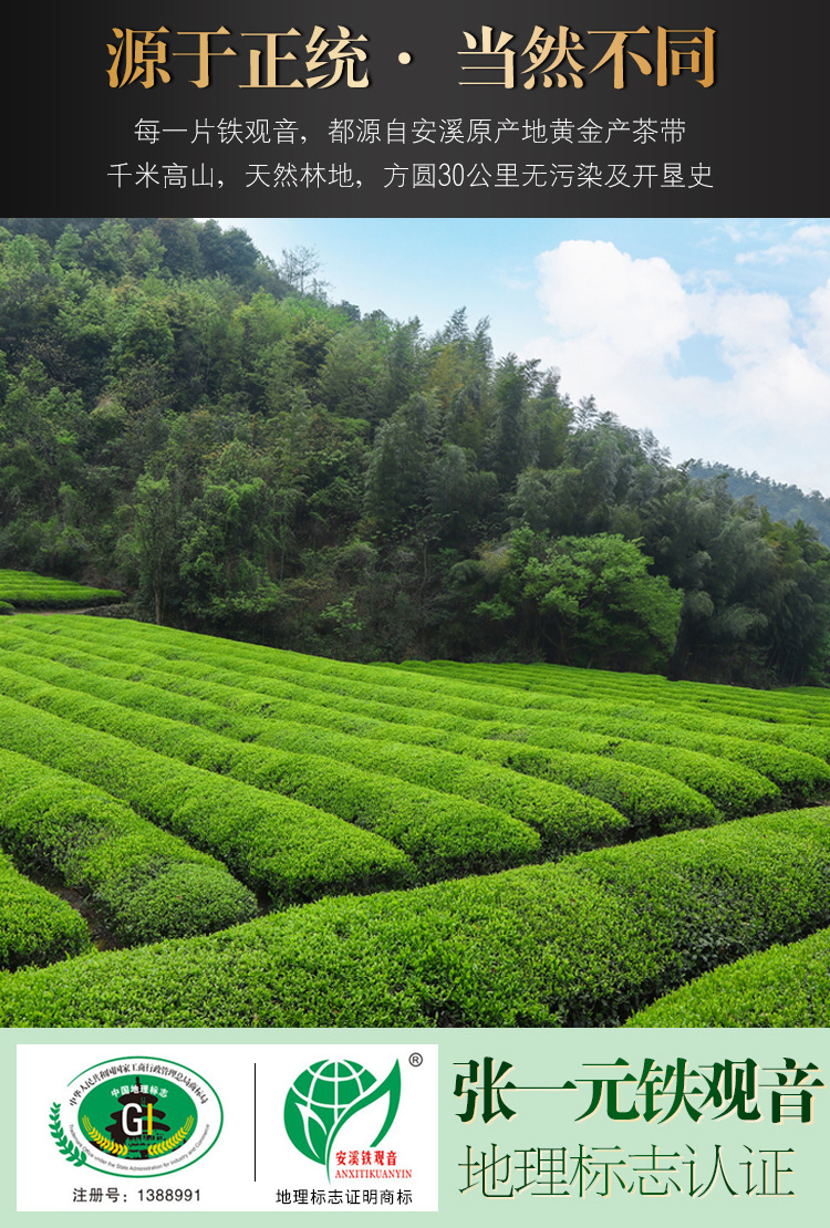 張一元安溪鐵觀音特級濃香型新茶福建鐵觀音烏龍茶葉240g禮盒裝
