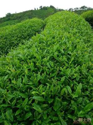 【安溪鐵觀音茉莉花香型鐵觀音純天然有機茶陳茶老茶各地綠茶】沭陽縣沭城古道茶韻茶葉店 - 產品庫