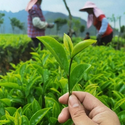 鐵觀音的價(jià)格之謎:100元一斤與1000元一斤的區(qū)別