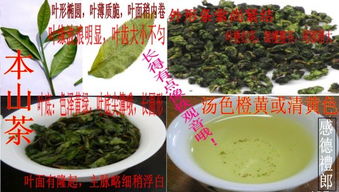 安溪鐵觀音與烏龍茶的外形顏色區別
