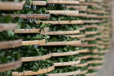 安溪鐵觀音 傳統茶香中的復興之路