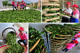 安溪鐵觀音 一縷茶香，千年傳承